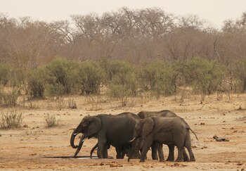 Una manada de elefantes camina