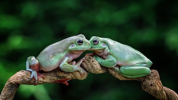 El estudio también arroja luz