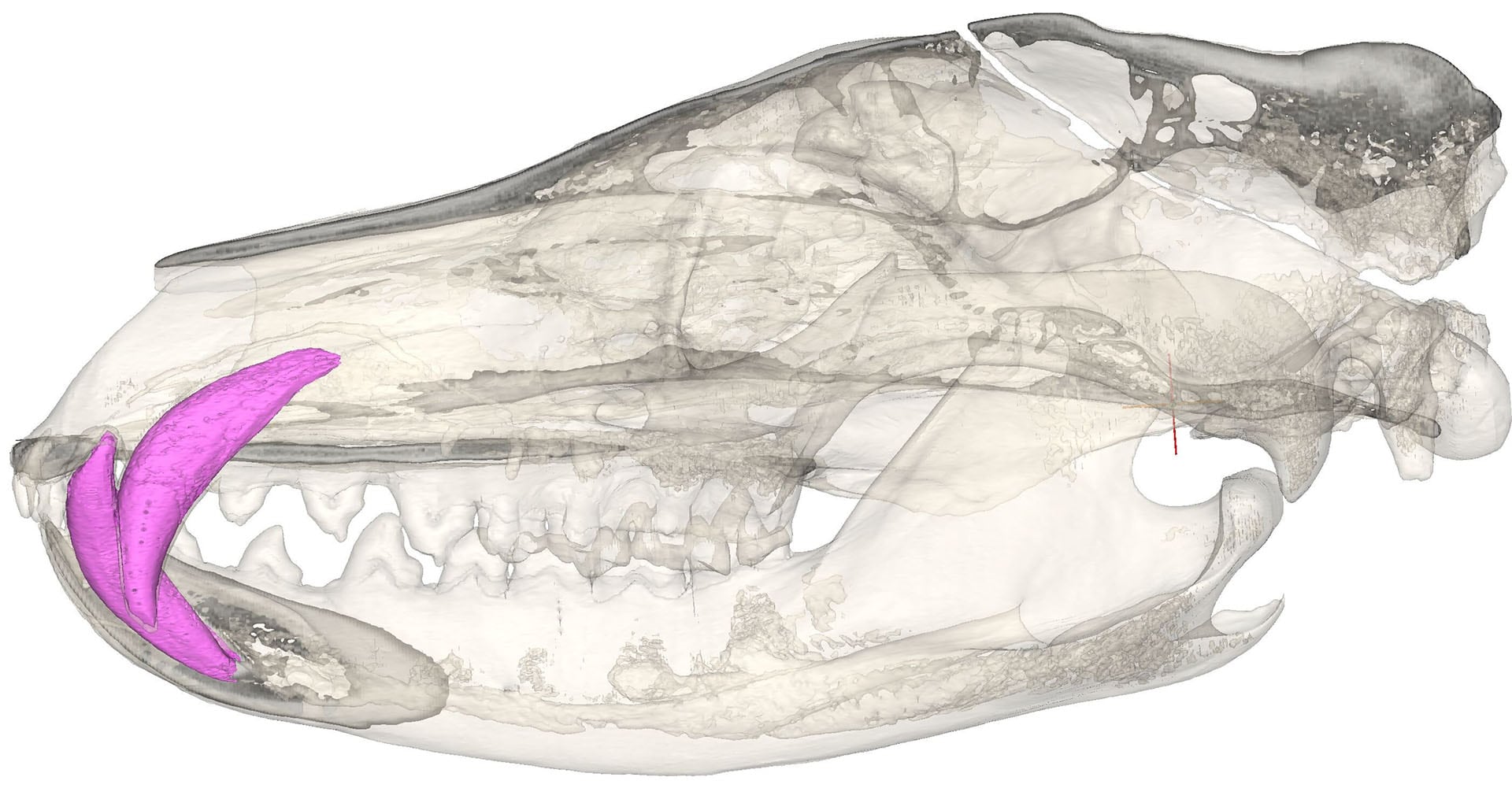Investigaciones de Australia concluyeron que el tilacino o tigre de Tasmania cazaba presas pequeñas y medianas con mordidas rápidas y ataques breves (Crédito Vera Weisbecker, Universidad de Flinders)