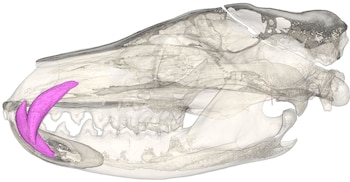 Las investigaciones australianas redefinen al tilacino como un cazador de especies pequeñas