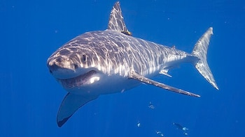 Científicos confirman un nuevo registro