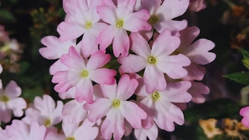 Flores que nacen de la