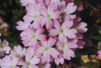 Tres nuevas variedades de glandularias