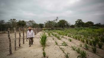 El déficit de lluvias y las altas temperaturas amenazan al bienestar rural centroamericano y de República Dominicana, indica informe