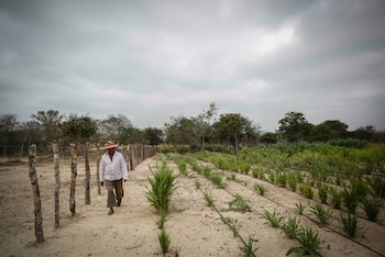 El Niño podría alcanzar intensidad moderada o superior, generando riesgo de incendios forestales y deterioro de la calidad del agua en diversas regiones del país - crédito Colprensa