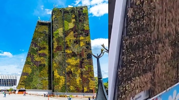 Muro verde de la Alcaldía