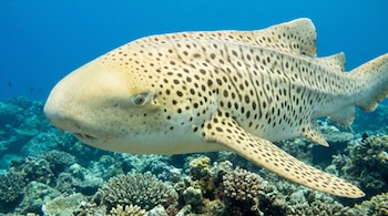 Un tiburón cebra de piel clara con puntos oscuros nada en el agua azul sobre arrecifes de coral.