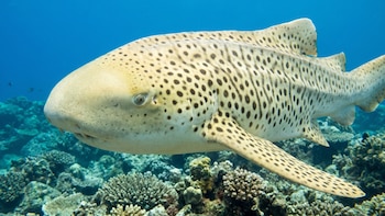 Cómo funciona el primer reloj epigenético para tiburones que podría estimar su edad sin dañarlos
