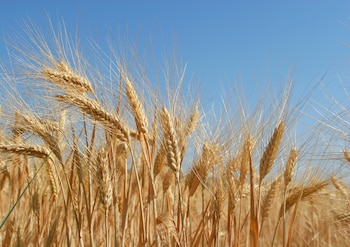 Espigas. (Adobe Stock)