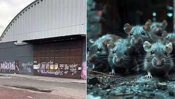 La plaga de ratones preocupa