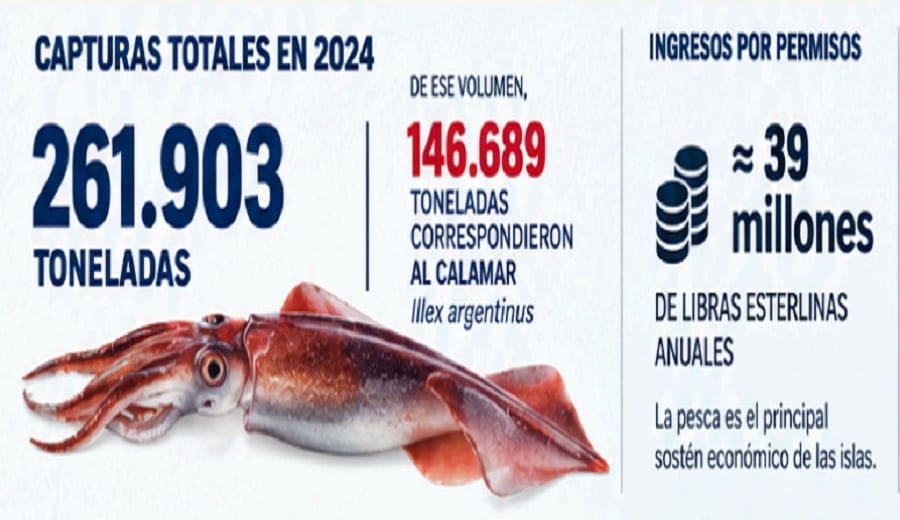 El calamar Illex, ocupa un lugar central en la actividad pesquera del Atlántico Sur. El producto se exporta a China, España, Japón y Estados Unidos (FULASP)