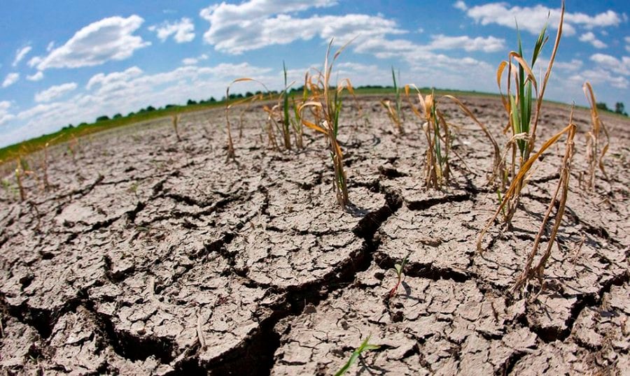 Nicaragua registra déficit de lluvias en el Pacífico y el Centro-Norte por el fenómeno El Niño, con daños a granos básicos, maní, caña de azúcar y ganadería.
El país no declaró emergencia nacional, mientras sus vecinos del norte atraviesan una de las peores crisis alimentarias de los últimos años. (FOTO: Proceso Digital)