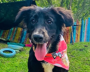 El caso de Paleta, la