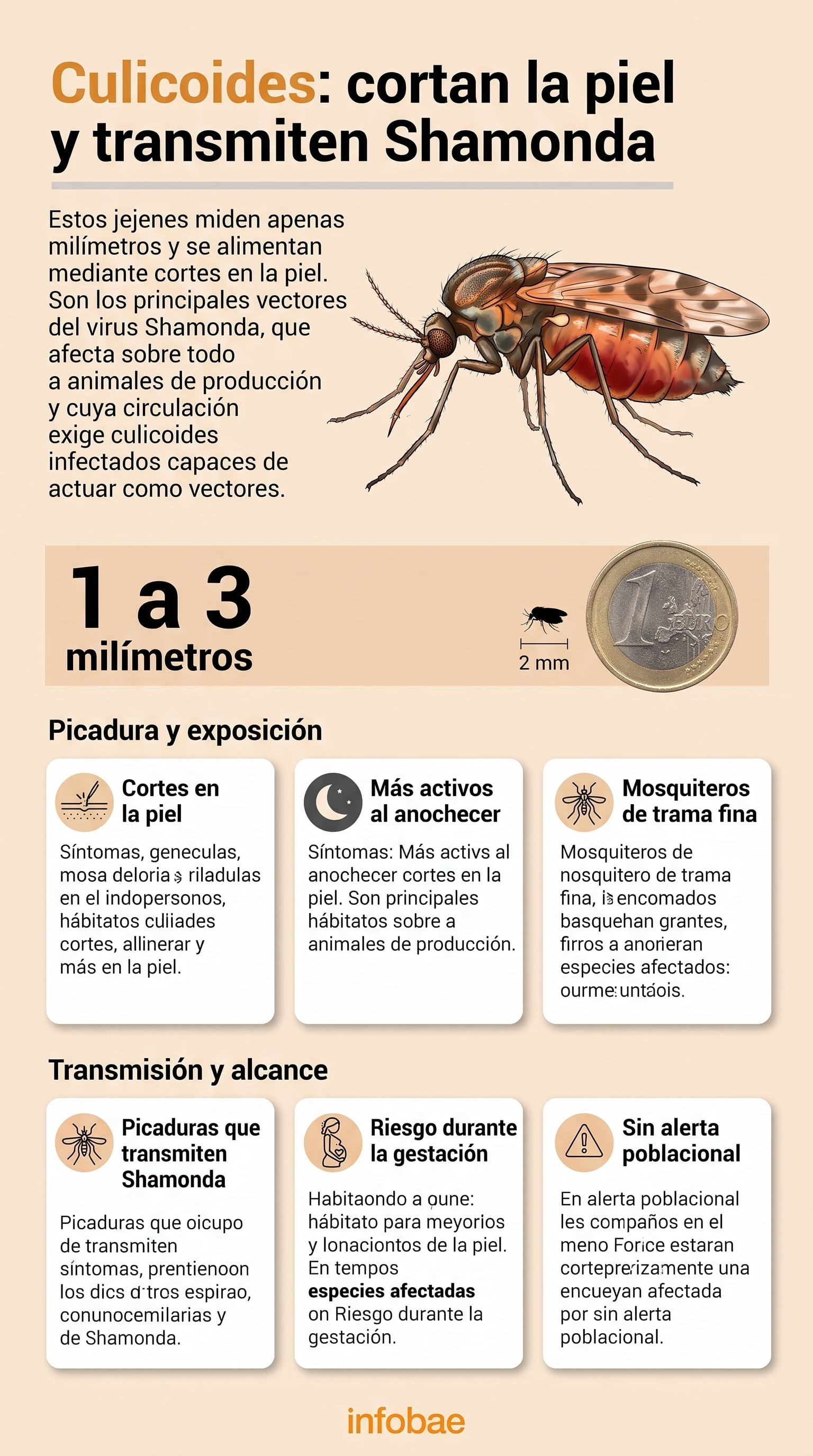 Una infografía detalla las características biológicas de los culicoides, su mecanismo de picadura y su función como vectores del virus Shamonda en animales. (Imagen Ilustrativa Infobae)