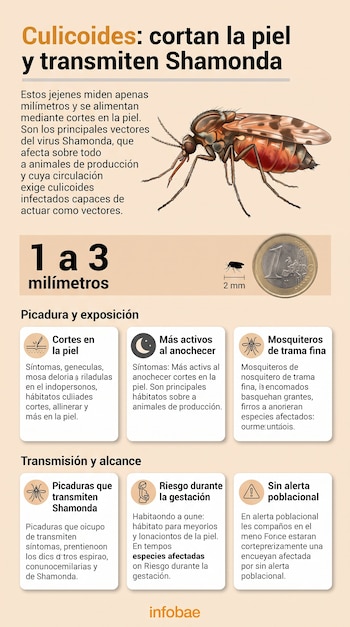Infografía con la ilustración de un insecto culicoide, una moneda de un euro como referencia de escala y recuadros explicativos con texto.