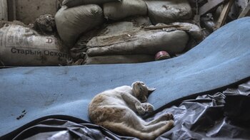 Un gato descansa en la