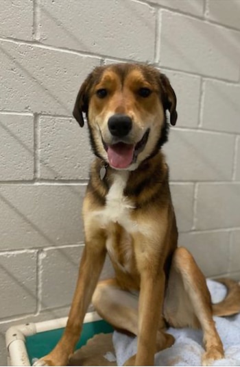 La perrita se reencontró con