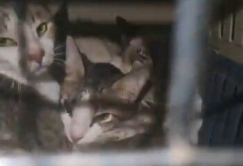 Rescatan a gatos de falso