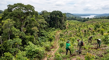 Cuatro personas siembran plantas en una colina junto a un denso bosque tropical con aves volando y un río al fondo.