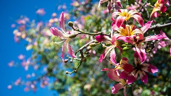 Imagen VB4QSAQZZZG6XHECHLG72WU2DY