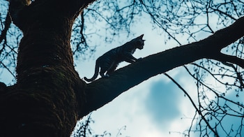 Lesiones felinas, síndrome del gato volador, caídas, altura, entorno urbano. - (Imagen Ilustrativa Infobae)