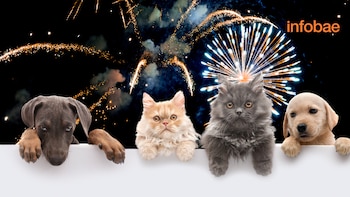 Cómo proteger a las mascotas