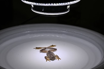 Rana del nacimiento, nueva especie de anfibio descubierta en Costa Rica