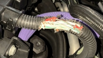 Primer plano del cableado de un vehículo con el revestimiento exterior roto, exponiendo cables internos rojos, verdes, blancos y de cobre, junto a un tubo corrugado y una malla púrpura