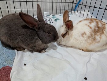 Ahora, los dos conejos viven