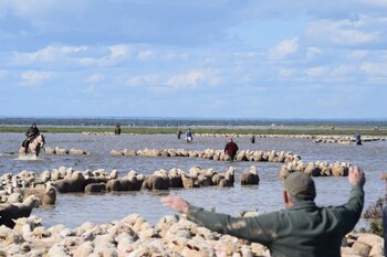 Ganaderos trasladando a sus rebaños