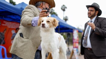 Reconocimiento al perro pastor chiribaya