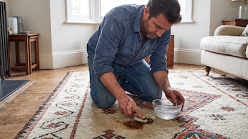 Sal y agua mineral: El truco casero para desaparecer manchas de café en la alfombra