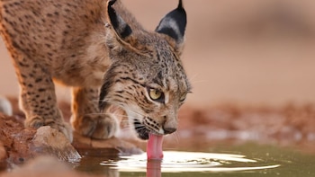 Científicos españoles consiguen por primera