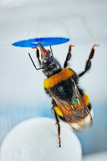 Los insectos enfrentaron un desafío novedoso, nunca antes tuvieron experiencias previas con la utilización de objetos como herramienta en su aprendizaje (Mikko Törmänen)