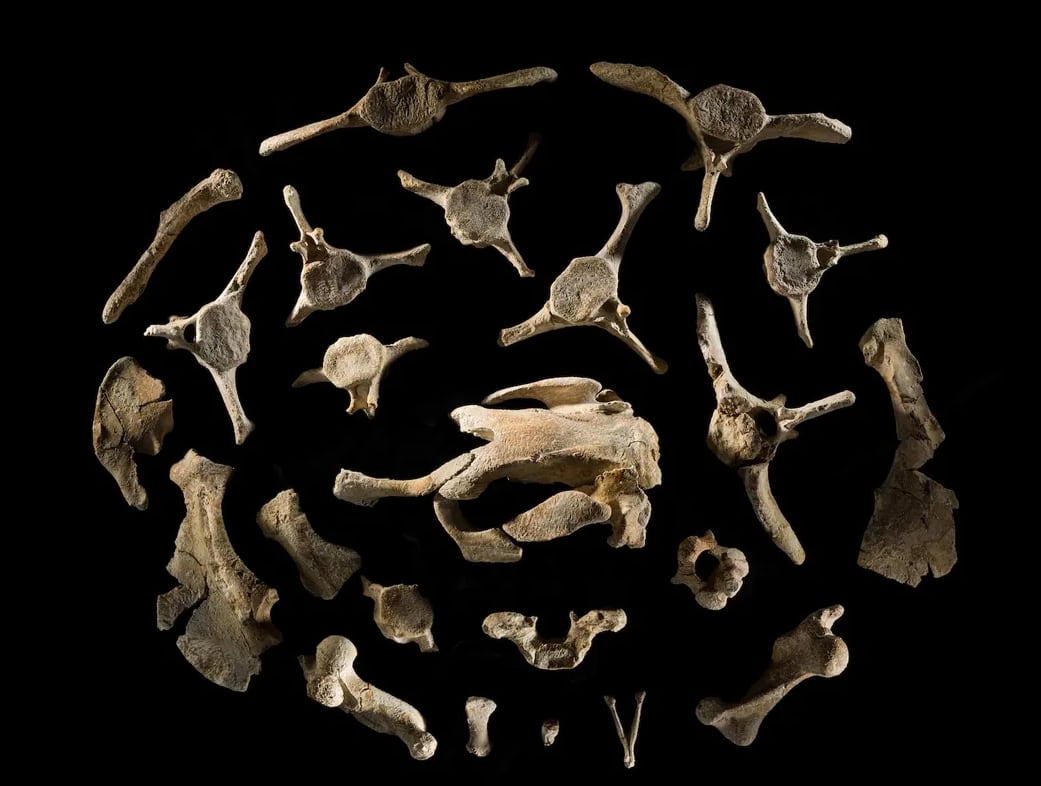 Los restos hallados aportan evidencia única del pasado evolutivo de los sirenios y amplían la comprensión de las especies extintas de la región (Qatar Museums/Smithsonian)