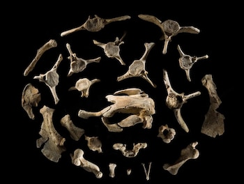 Los restos hallados aportan evidencia