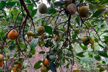 El Senasa erradicó 19 plantas