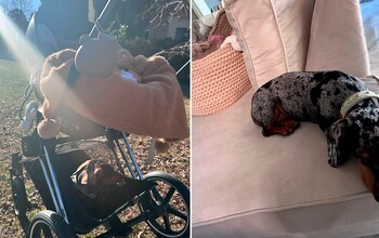 Una de las mascotas de