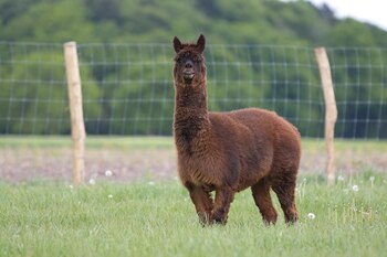 Tyson, la alpaca de la