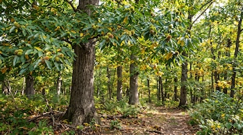 centro de datos - IA - bosque centenario de castaños - tecnología - 21 de octubre