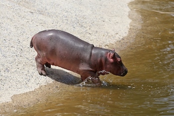 FOTO: FERNANDO CARRANZA GARCIA /