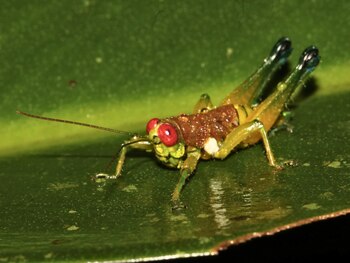 Primer plano de un insecto tipo saltamontes con ojos rojos, cuerpo marrón y verde, patas verdes, y antenas largas, posado sobre una hoja verde con gotas de agua