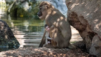 Nace en BIOPARC Valencia una cría de dril, un primate africano en peligro de extinción: está amenazado por la caza y la pérdida de su hábitat