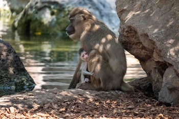 Nace en BIOPARC Valencia una cría de dril. (BIOPARC Valencia)