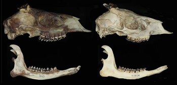 El Andinocervus rufinus fue reclasificado