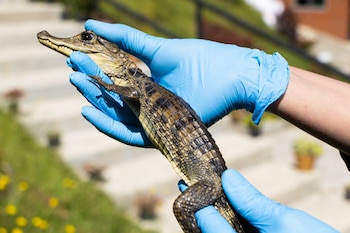 La Fiscalía informó que ya