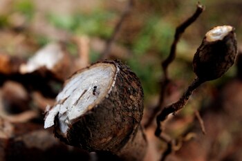 Un trozo de mandioca. EFE/CHRISTIAN