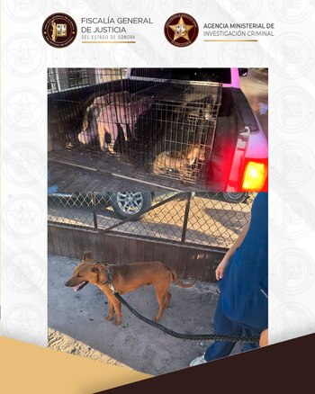 perros rescatados Sonora