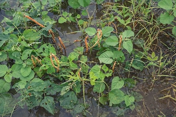 Fenalce mostró el estado de