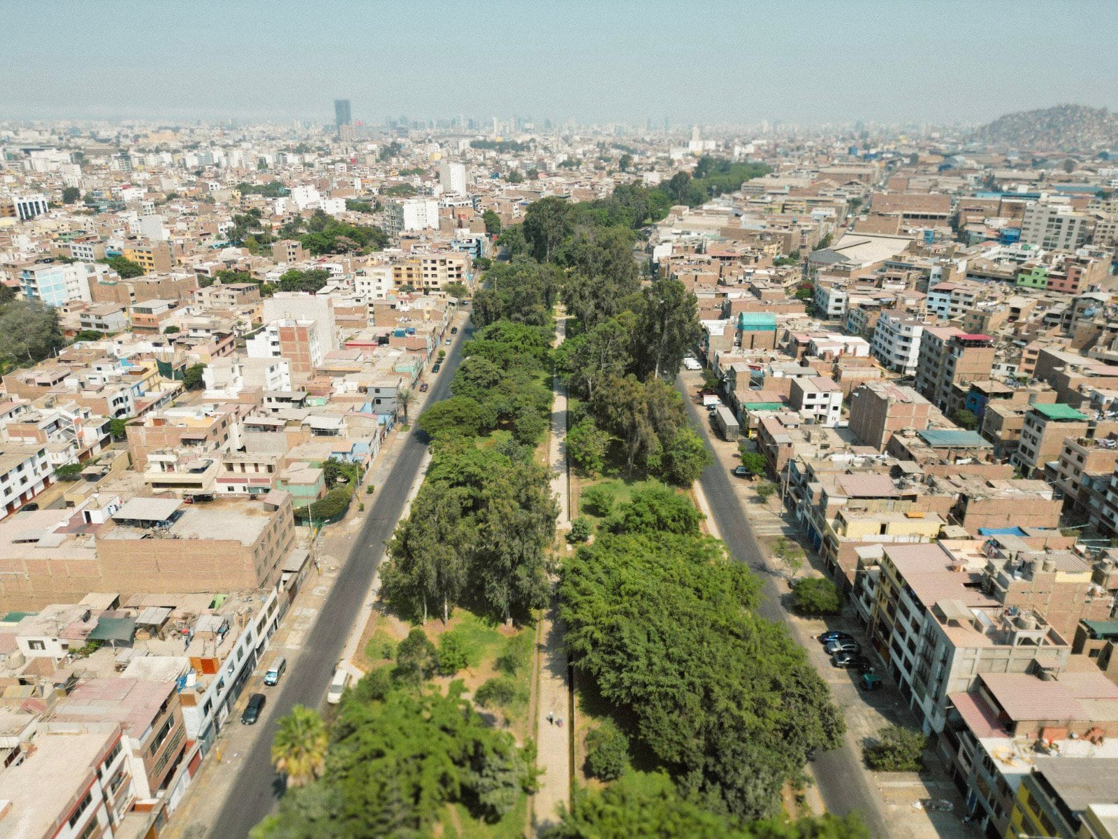 Los árboles urbanos ayudan a mitigar el cambio climático al reducir las temperaturas y la contaminación acústica, beneficiando el bienestar social - Salud con Luá